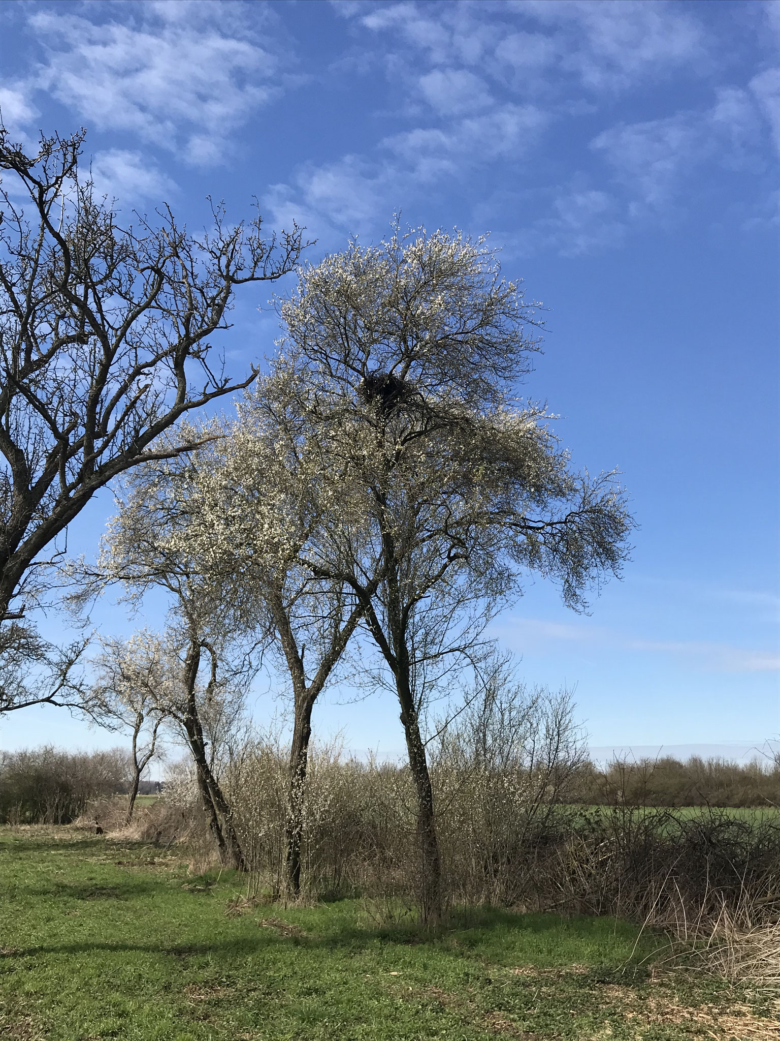 (Mäusebussard) Nest in Altbaum