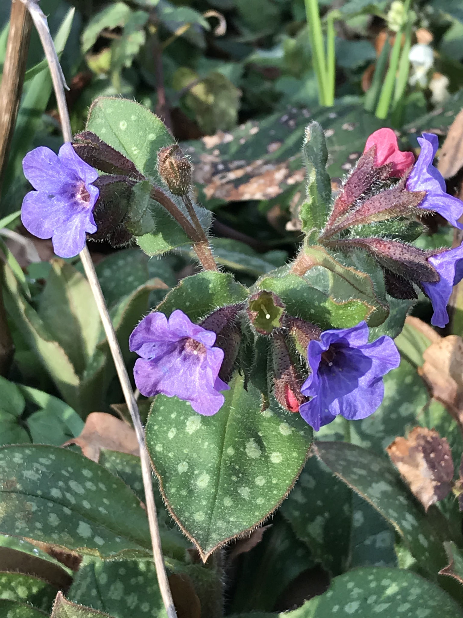 Geflecktes Lungenkraut (Pulmonaria officinalis agg.)