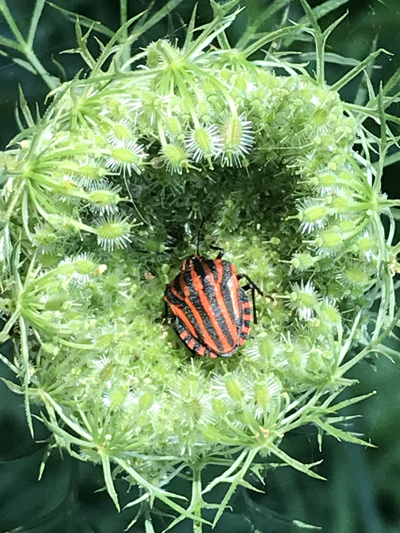 Wilde Möhre (Daucus carota) mit Streifenwanze