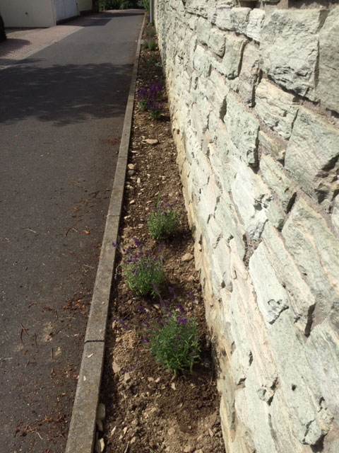 ... und mit Lavendel, Salbei und Lungenkraut bepflanzt (7.2019)