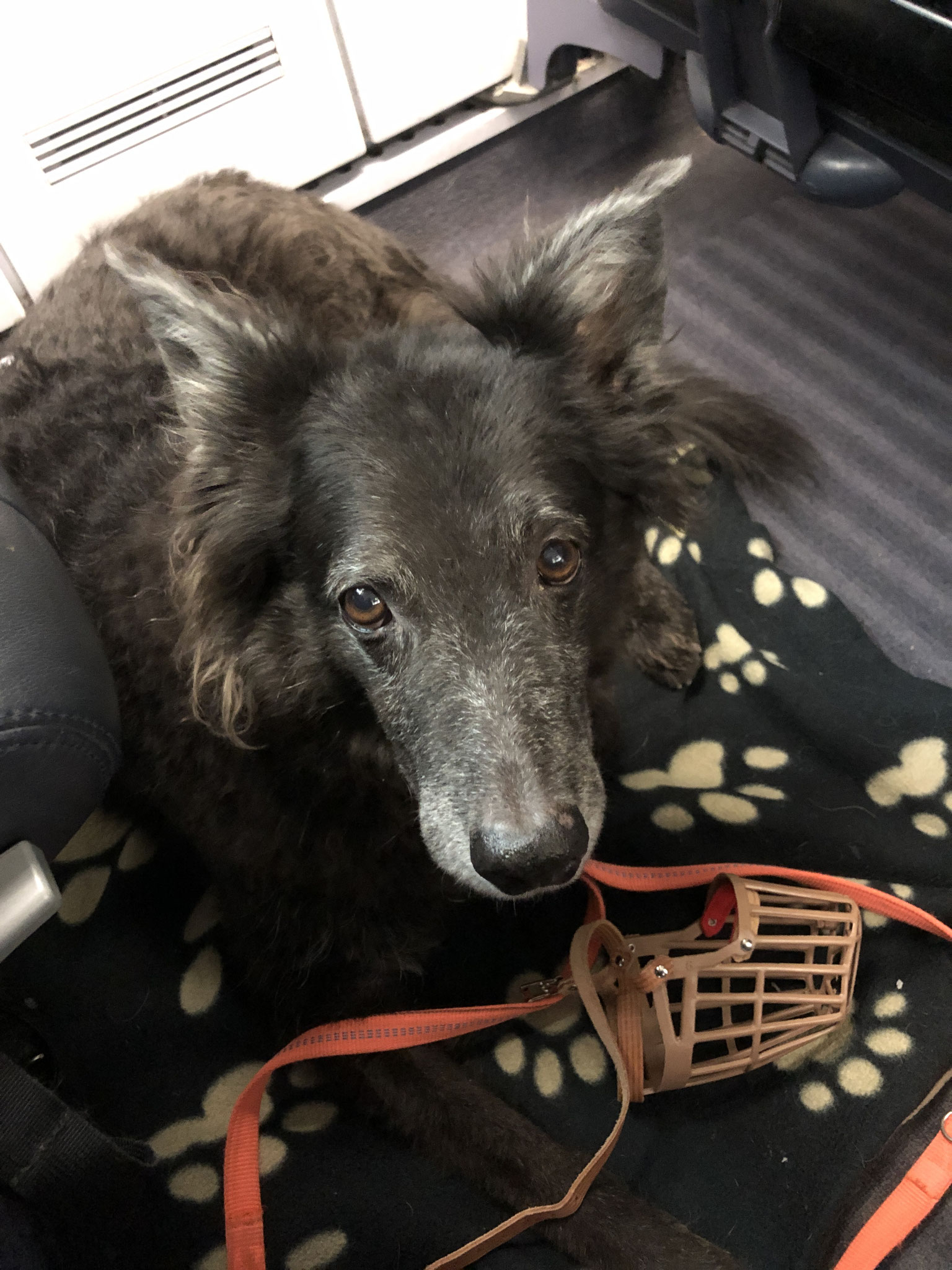 Deutsche Bahn mit Hund Mit Hund auf Tour