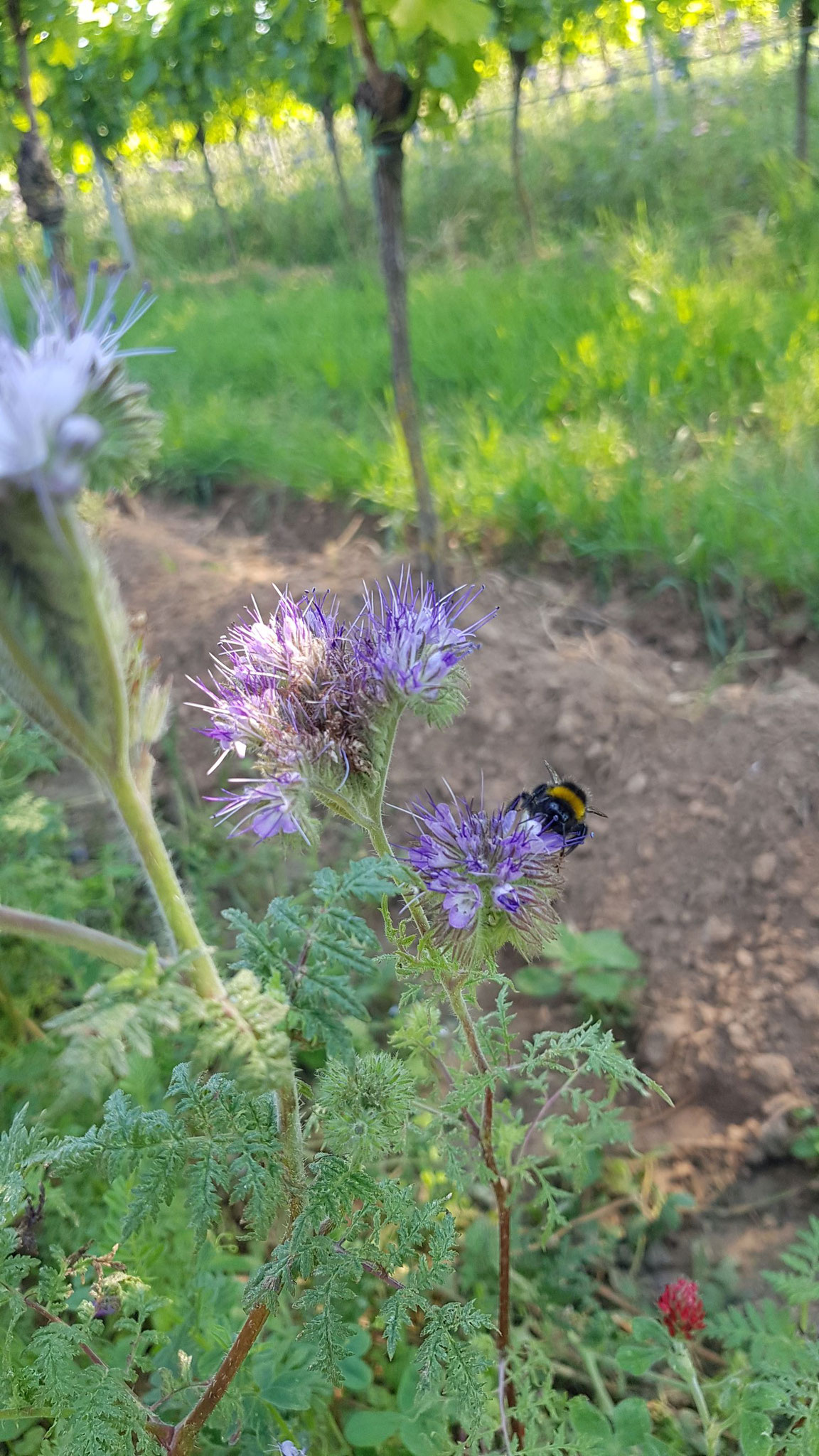 Hummel an blühender Phacelia