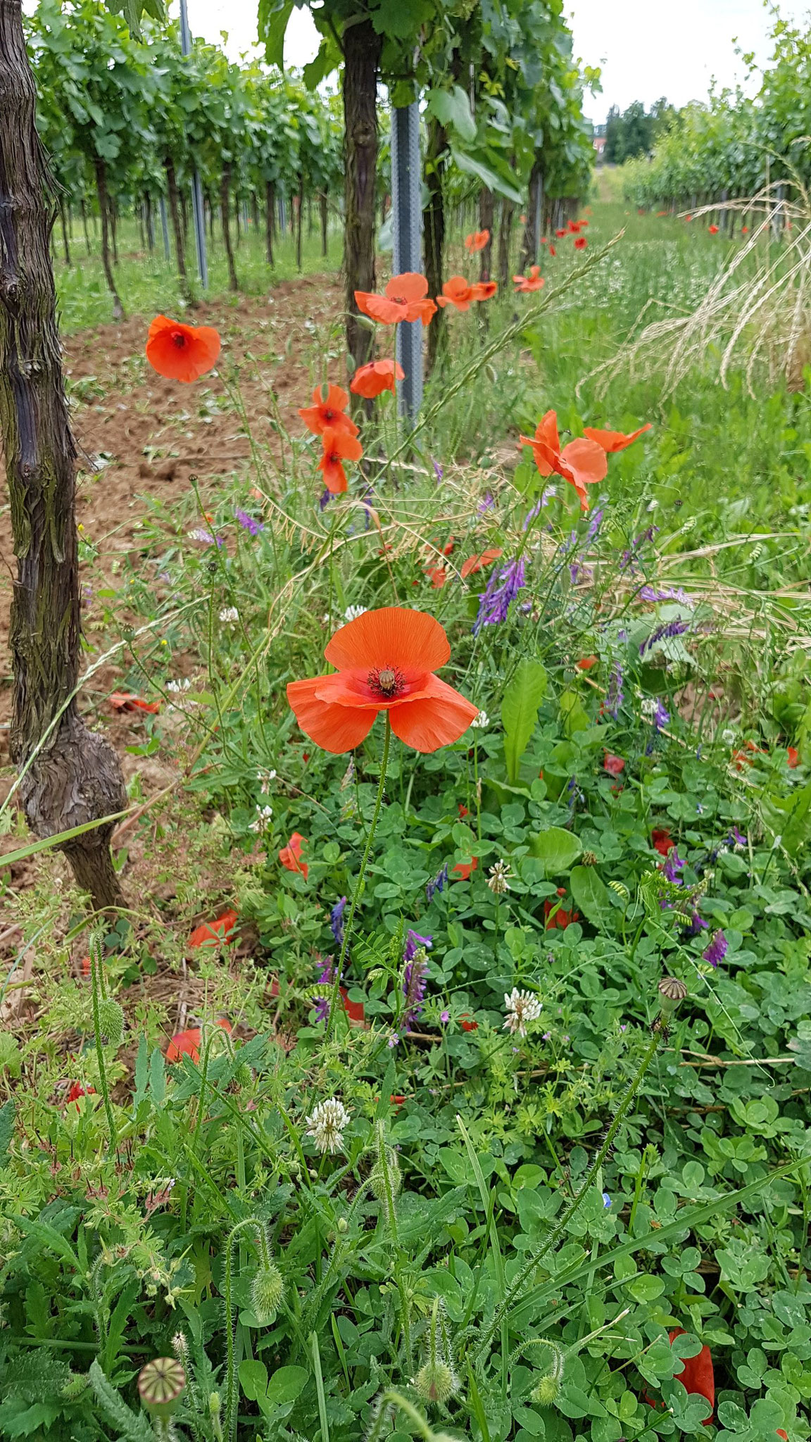 Mohn und Klee im Weinberg