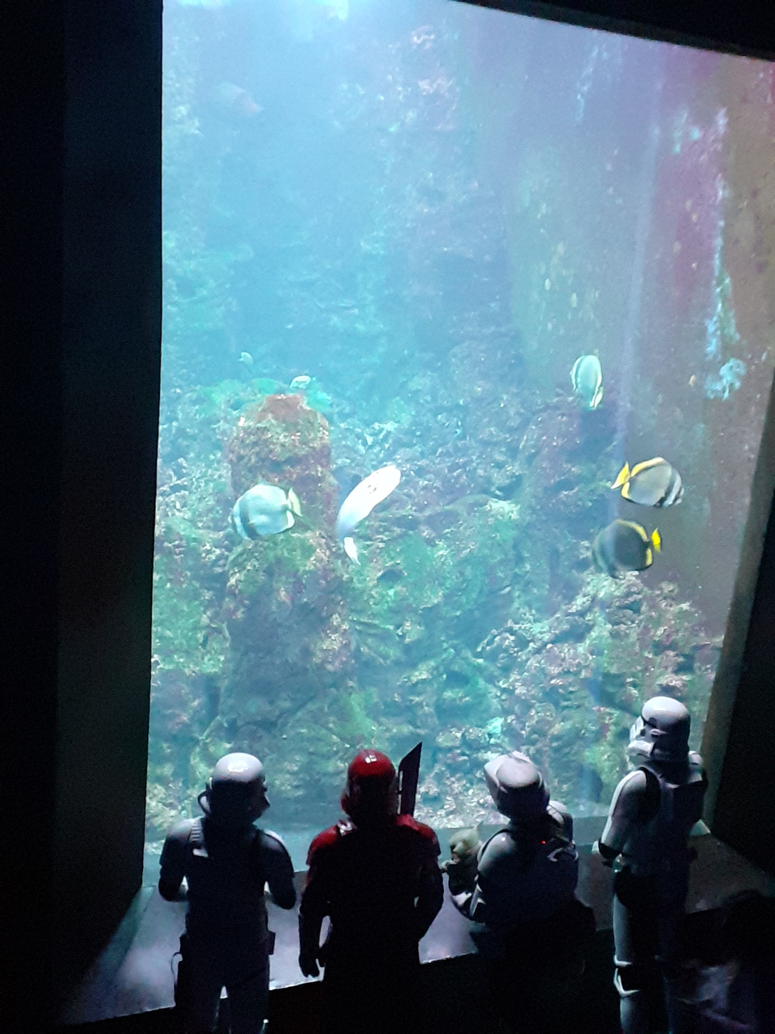 Ein kurioser Anblick: Besuch aus dem "Star Wars"-Universum im Klimahaus.