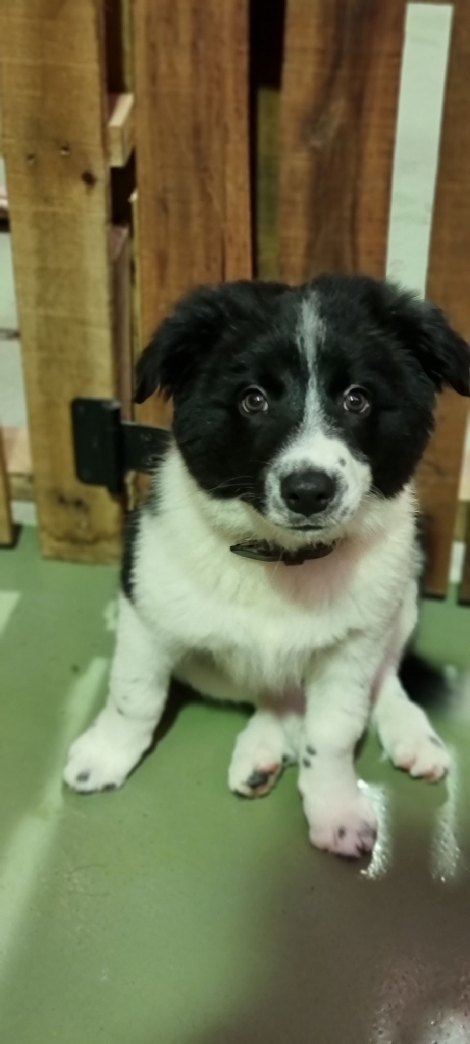 Galleries Pawesome Academy Gold Coast Doggy Daycare and Training