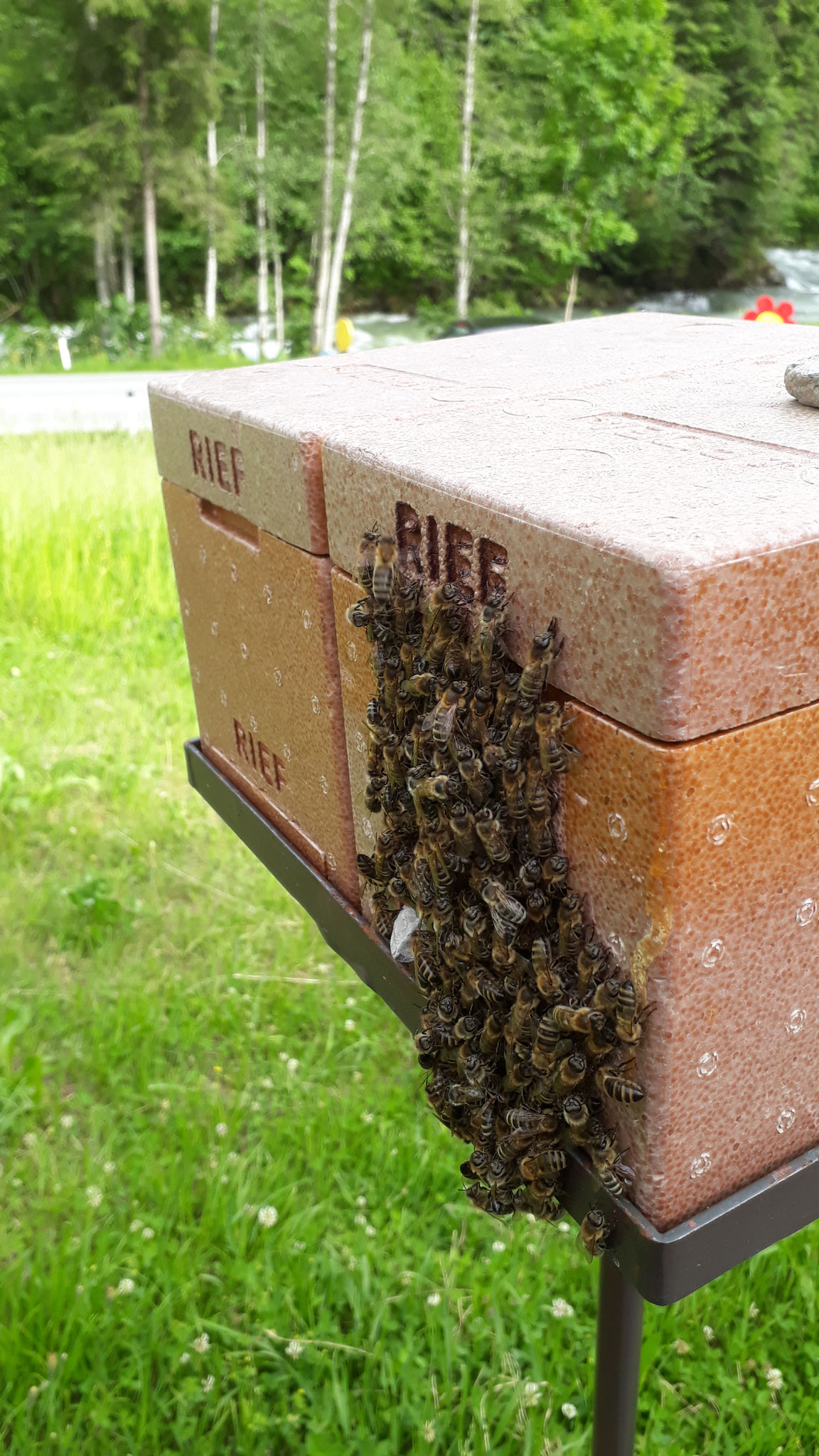 ein winziges Bienenvolk