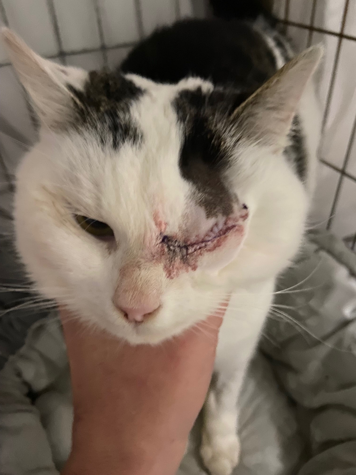 Gisela, - Foto Aufnahme Operationstag - auch ihr musste ein Auge entfernt werden. Eine besonders verschmuste Handicap Seelenkatze