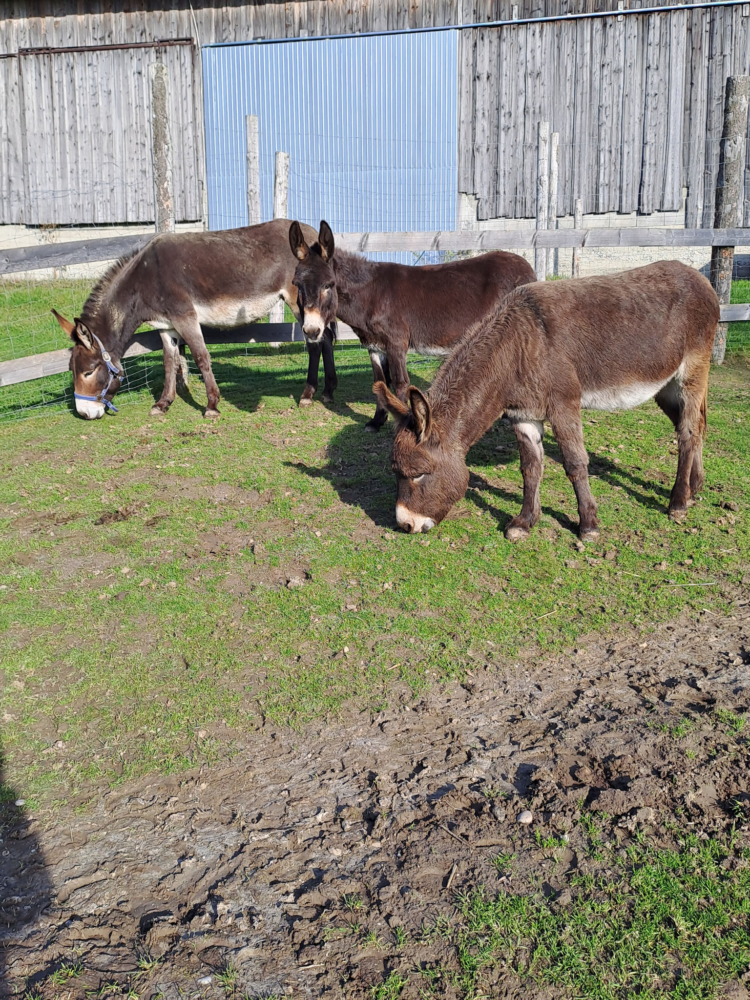könnte auch gleich noch meine zwei Mädels für Santa Claus einspannen!