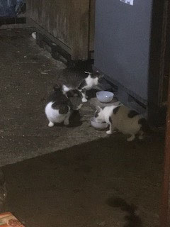 Hier außerhalb vom Hof sind viele Katzen unterwegs!!! Tagsüber sind viele unsichtbar...