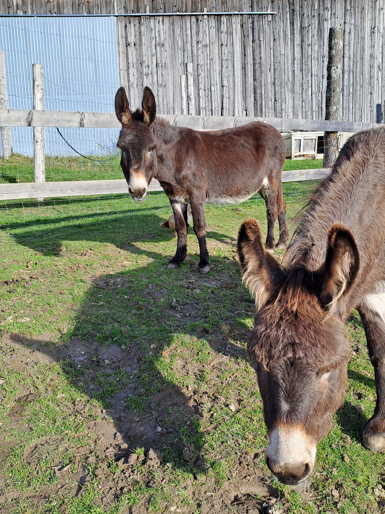 Naja, denke Old Laura mit ihren 48 Jahren lassen wir dann doch daheim, am Schutzhof!  !