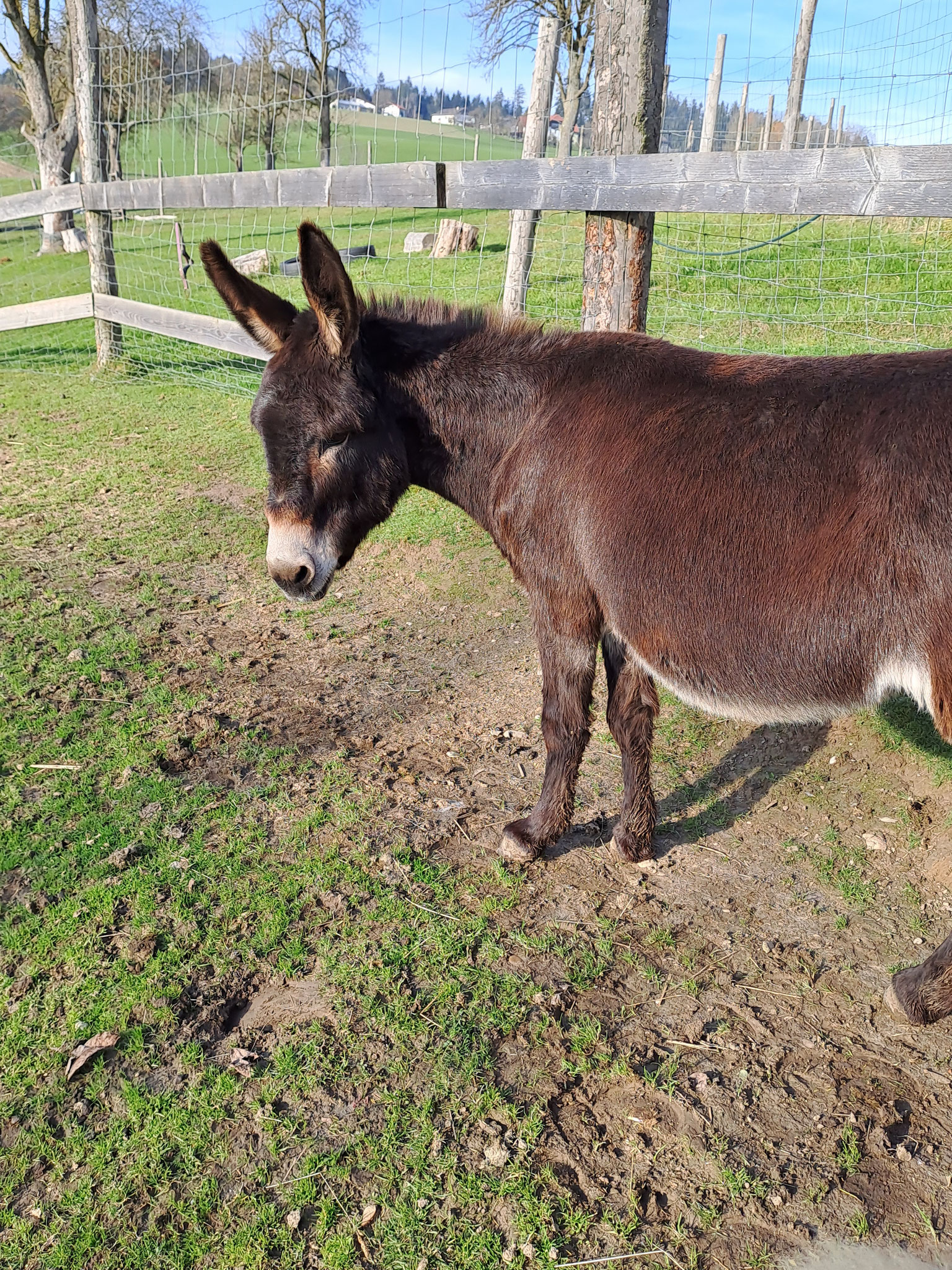 Sieh nur, ich der Oli, hätte Eselstärke und volle Power für Santas Schlitten...