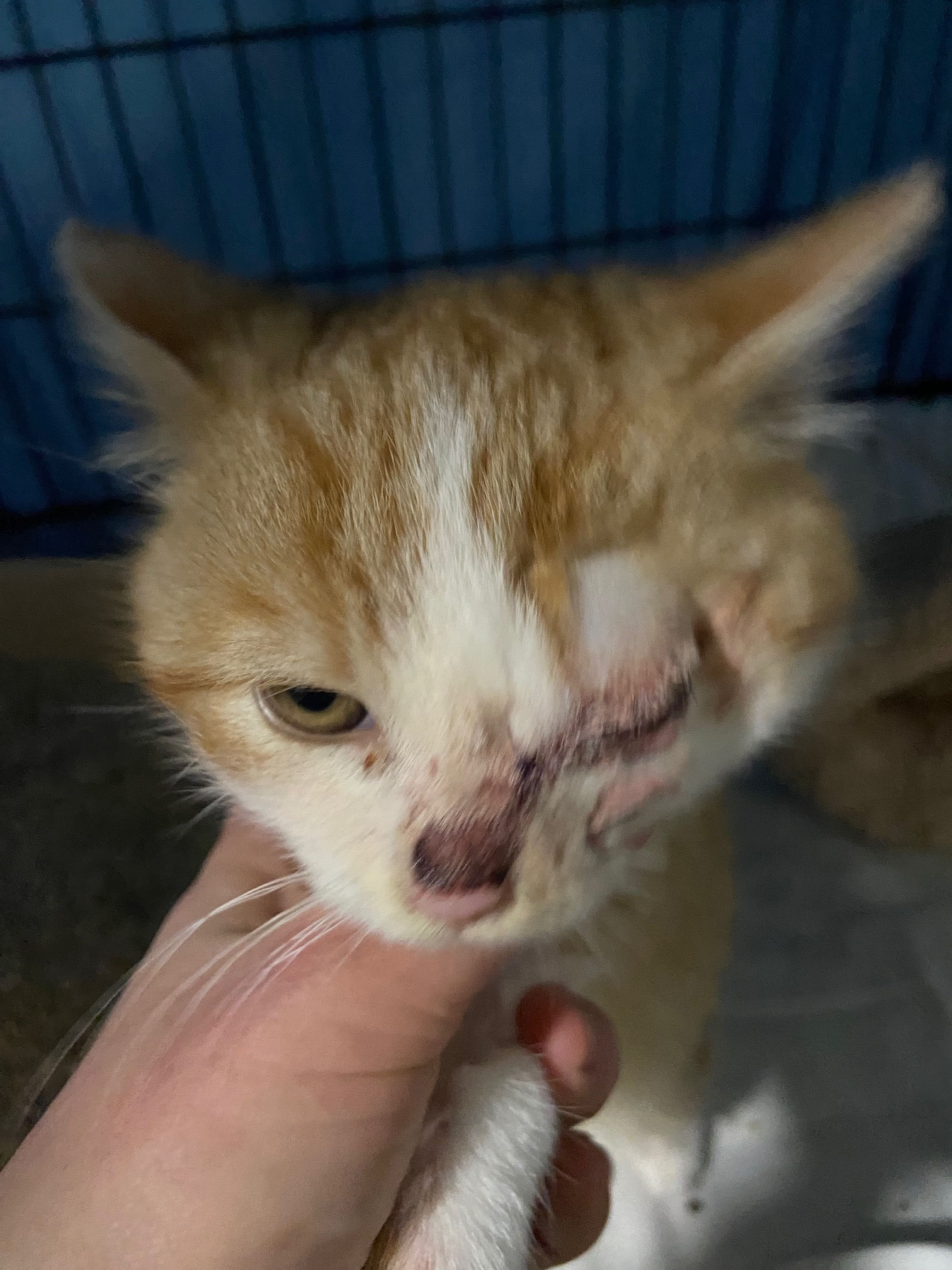 Nochmals Fundkater Pumkin - Aufnahme Operationstag. Nun ein liebenswertes, einäugiges Tierseelchen