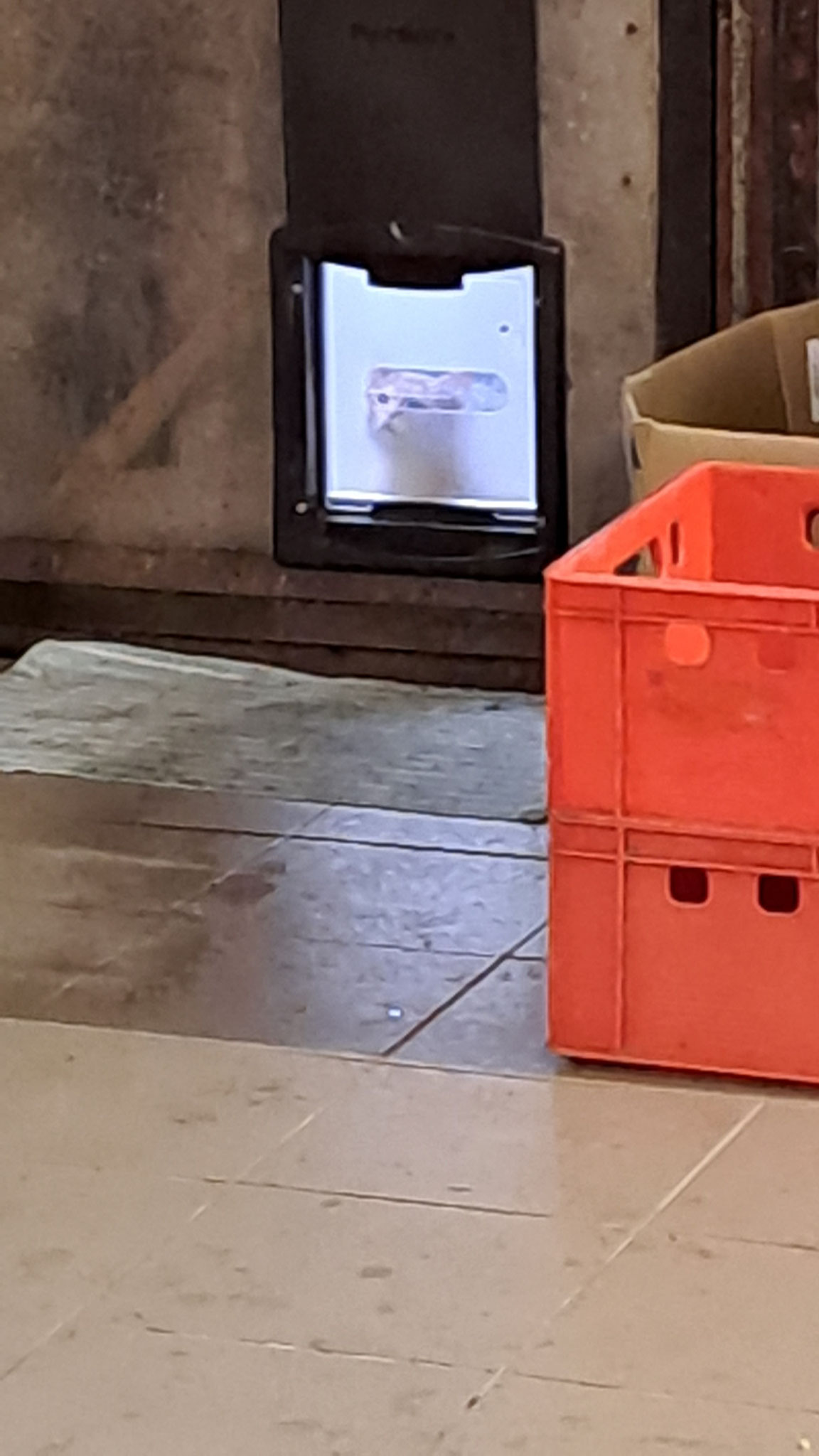 Hey Doseöffner, du da drinn! I würd`anklopfen - zwecks`Hunger!!! 