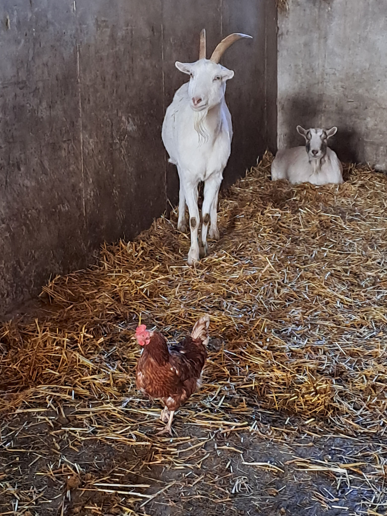 Jimmy unser stattlicher Ziegenbock und seine Freundin Schneeweiß gehen es dafür gemütlicher an!