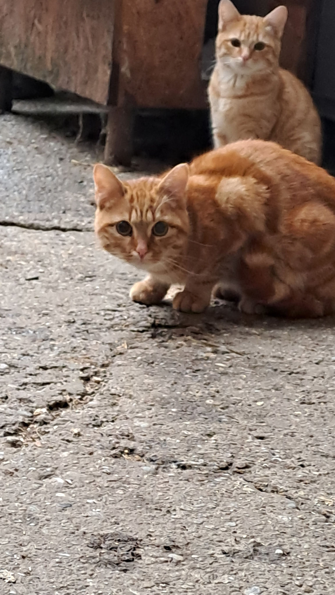 Wo bleibt der Datenschutz und unsere Privatsphäre??? Womöglich will des Handy da, auch noch mitfuttern?!!!