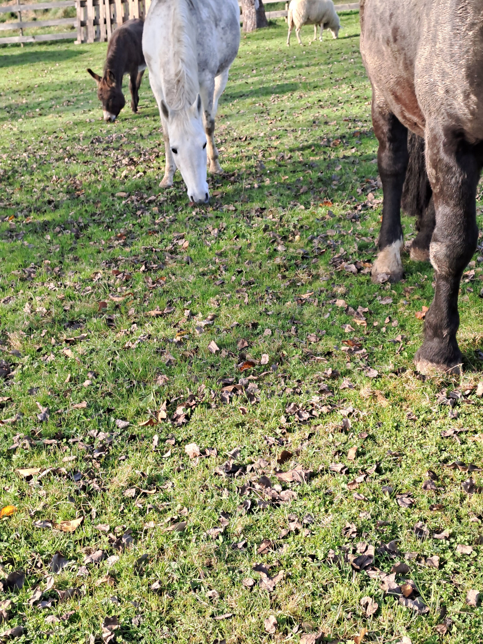 Eine flexible Müslischüssel für mich und Leckerlis...