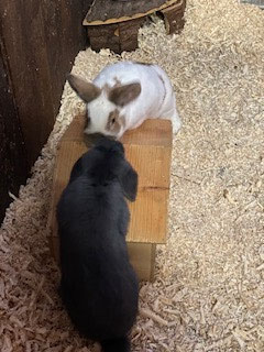 Du, liebes Christkind! Uns bitte auch auf deine Merkliste der Weihnachtswünsche setzen! DANKESCHÖN!