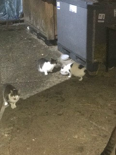 nachts jedoch kommen auch die sehr verängstigten um ihre hungrigen Bäuchlein zu füllen. 