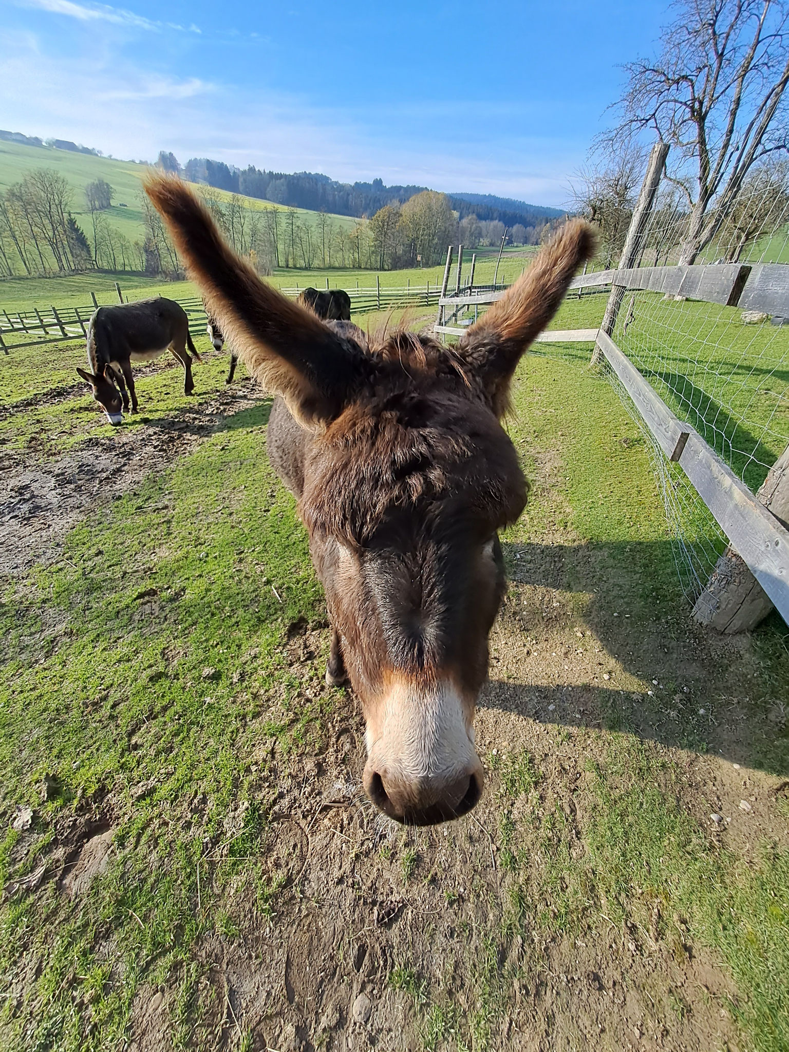 Ohren sind gespitzt!!! Hab grad das Wort "Weihnacht" und "Christkind" vernommen!