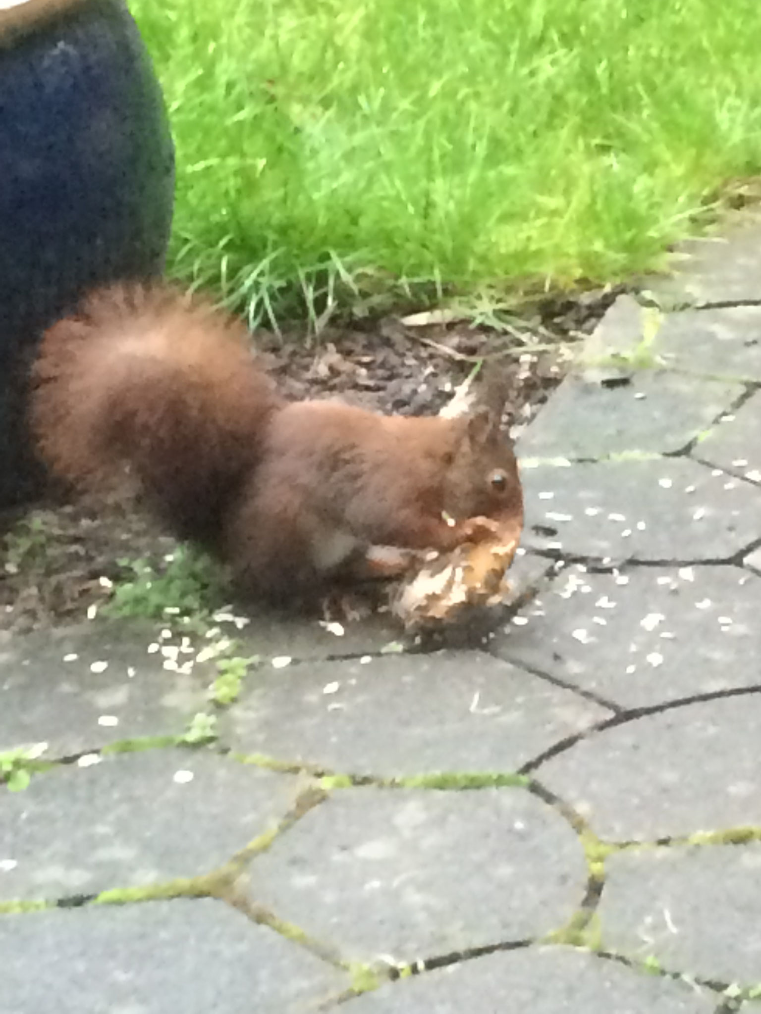 Tiere Beobachten im Garten
