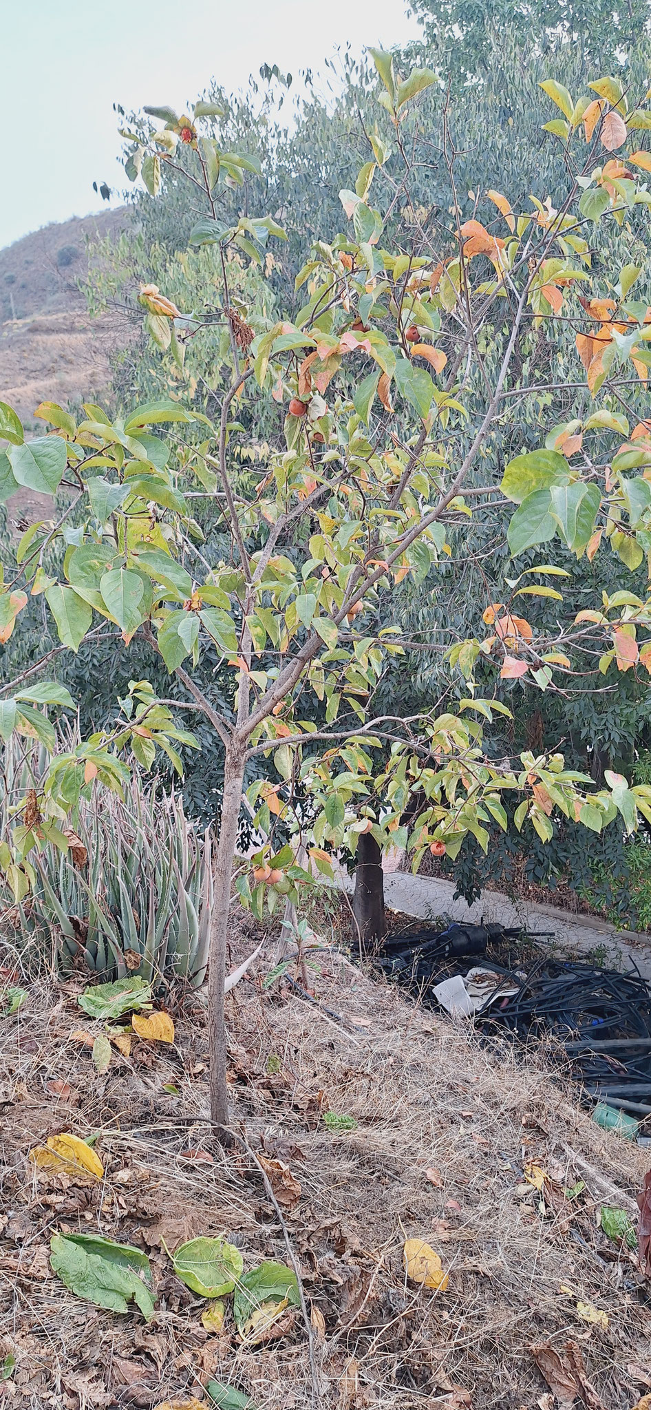 Caqui