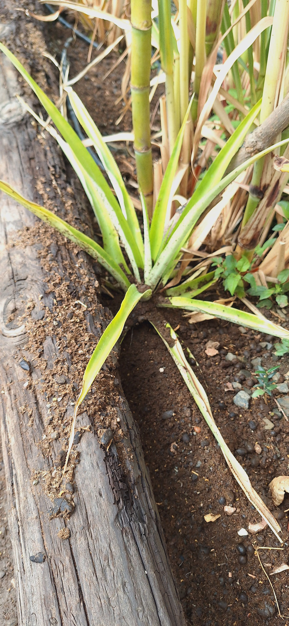 Piña