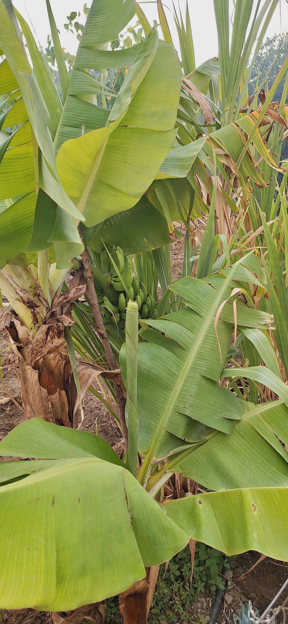 Platanera