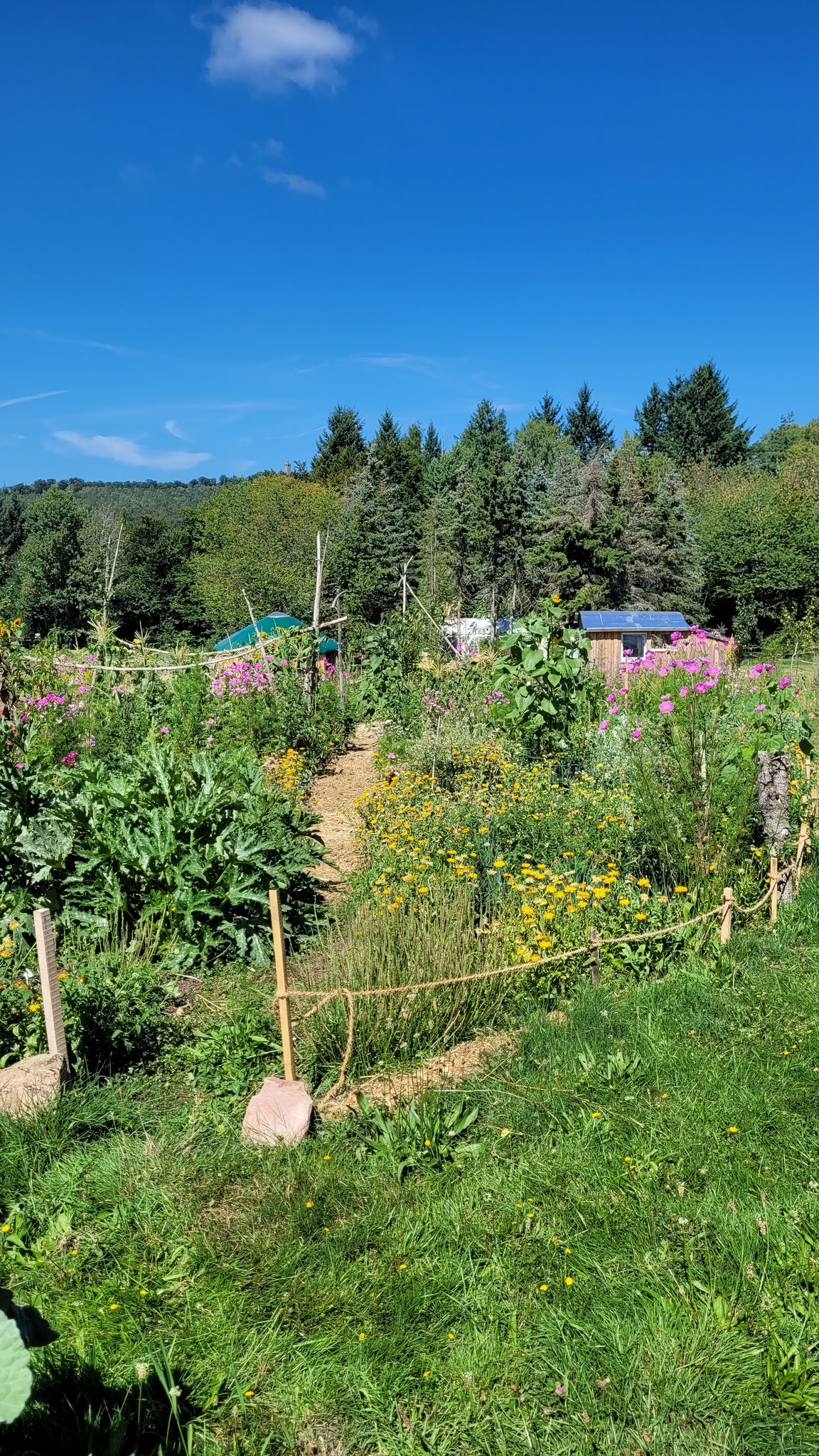 Streuobst-Acker mit Bäumen, Sträuchern, Nutz-&Wildpflanzen