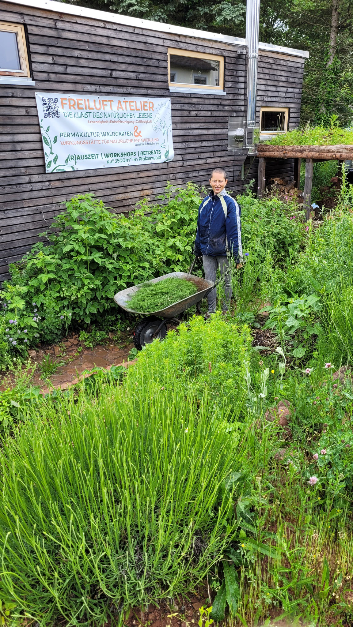 Kultivieren von "Unkraut" (hier Ackerschachtelhalm) für z.B. Jauchen