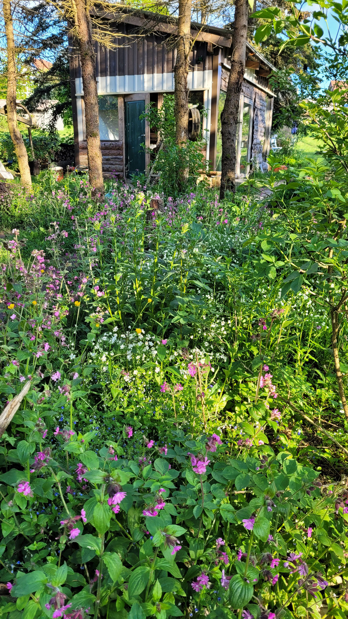 Wilde Beete mit heimischen, essbaren Pflanzen