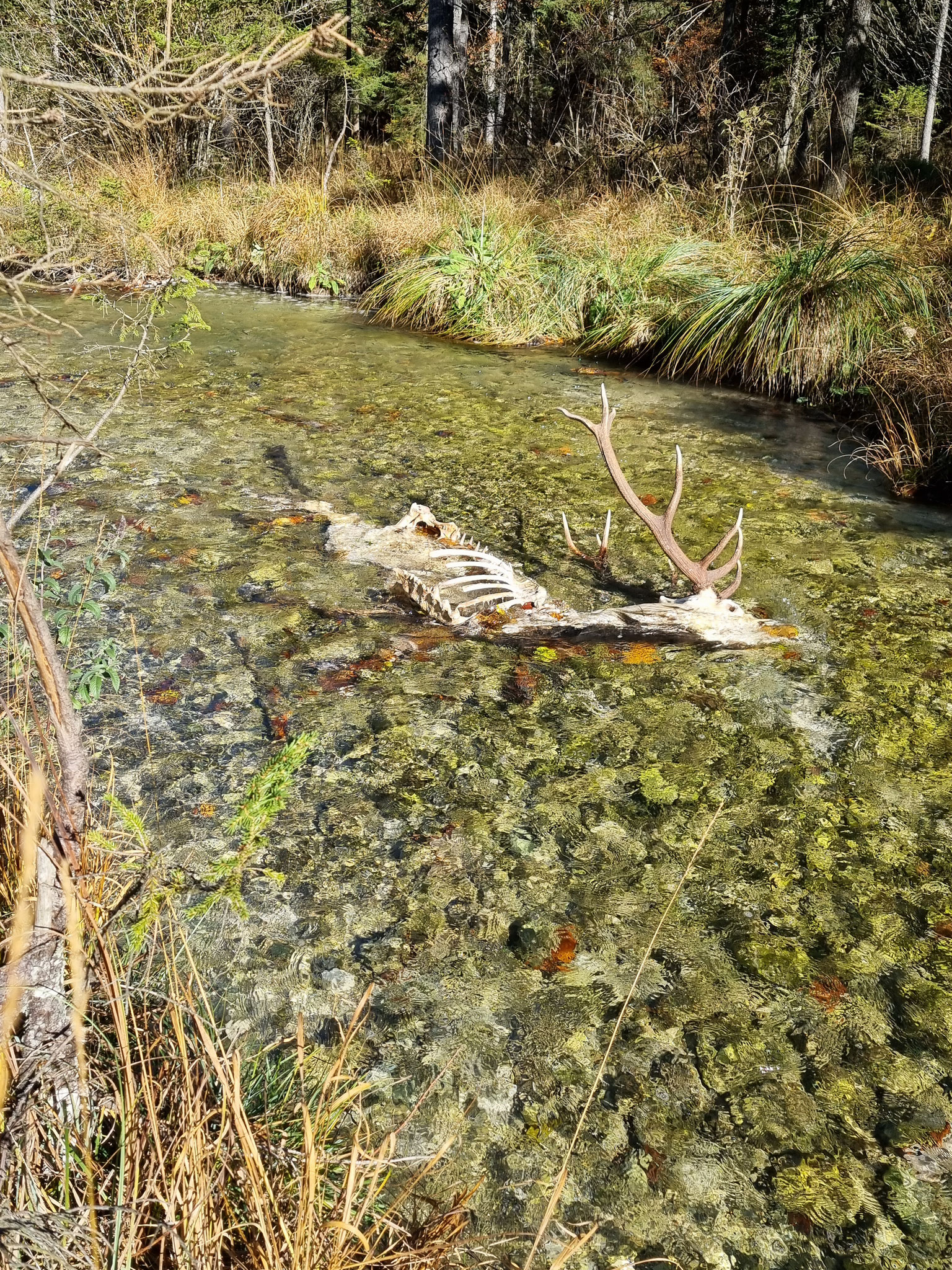 Brunftopfer im Bereich der Mutterfische