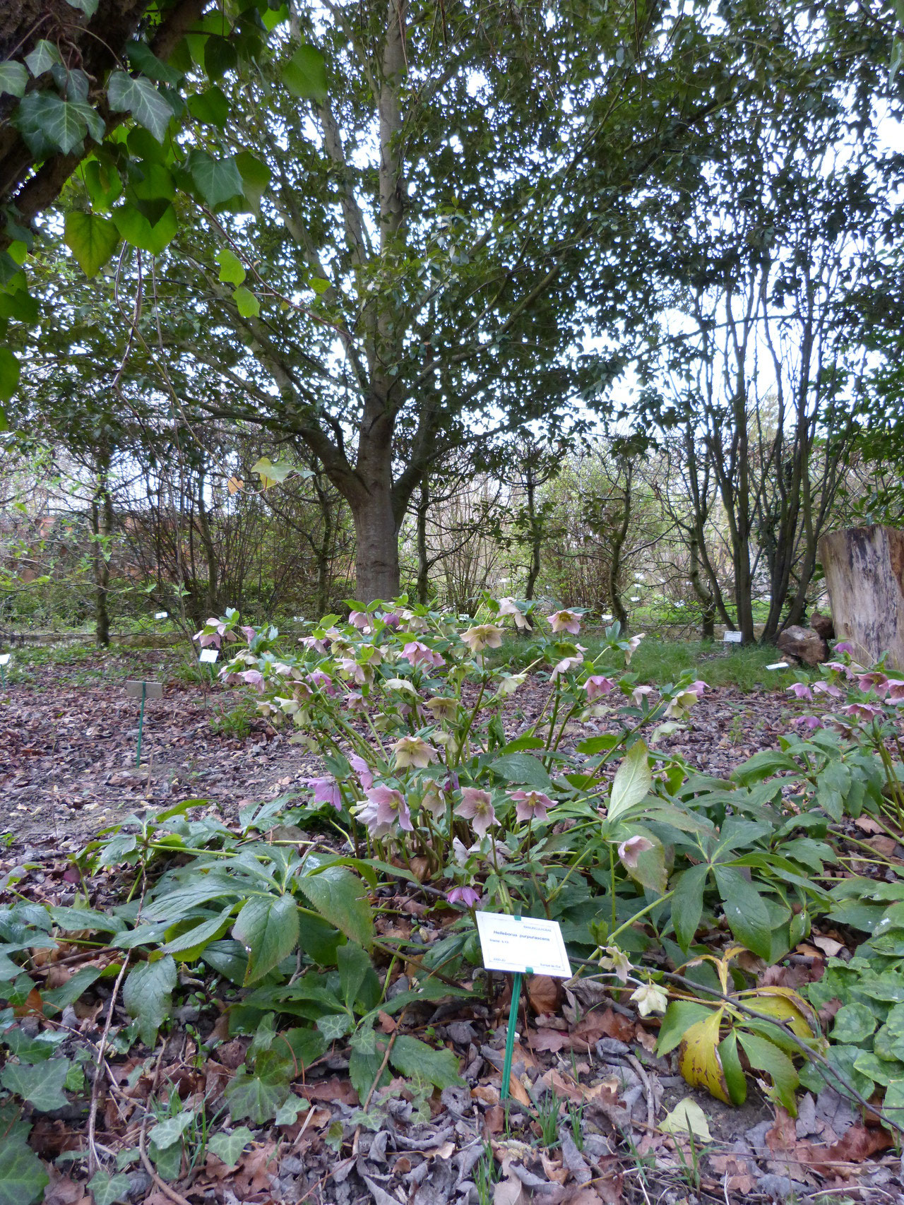 jardin botanique de Marnay sur Seine, Nogentais