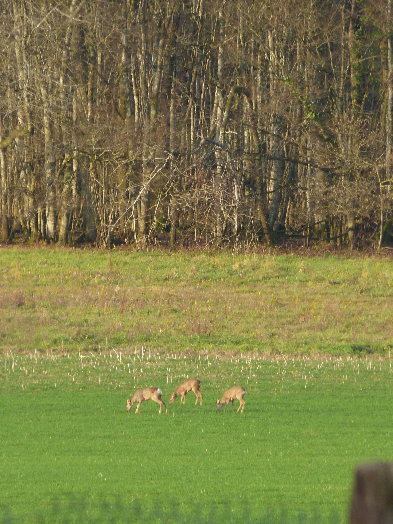 chevreuils dans un champ, Pays d'Othe