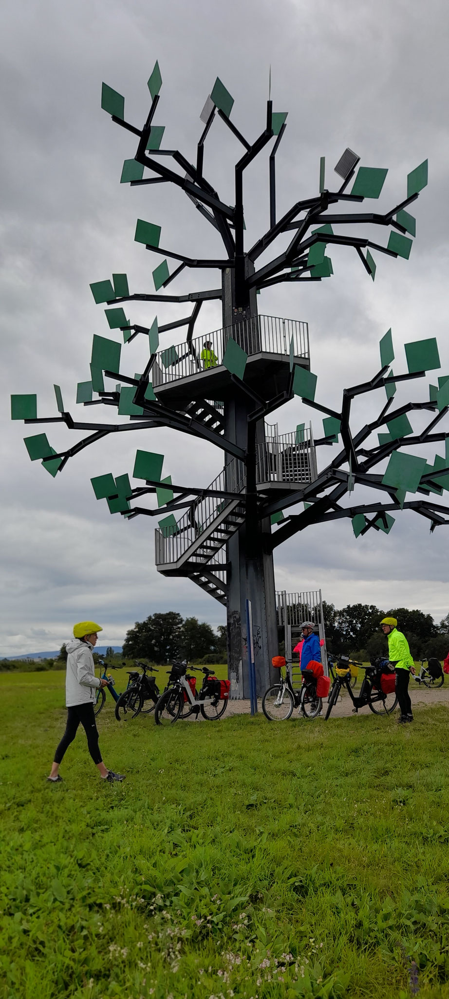 Der Eisenbaum in der Flörsheimer Schweiz