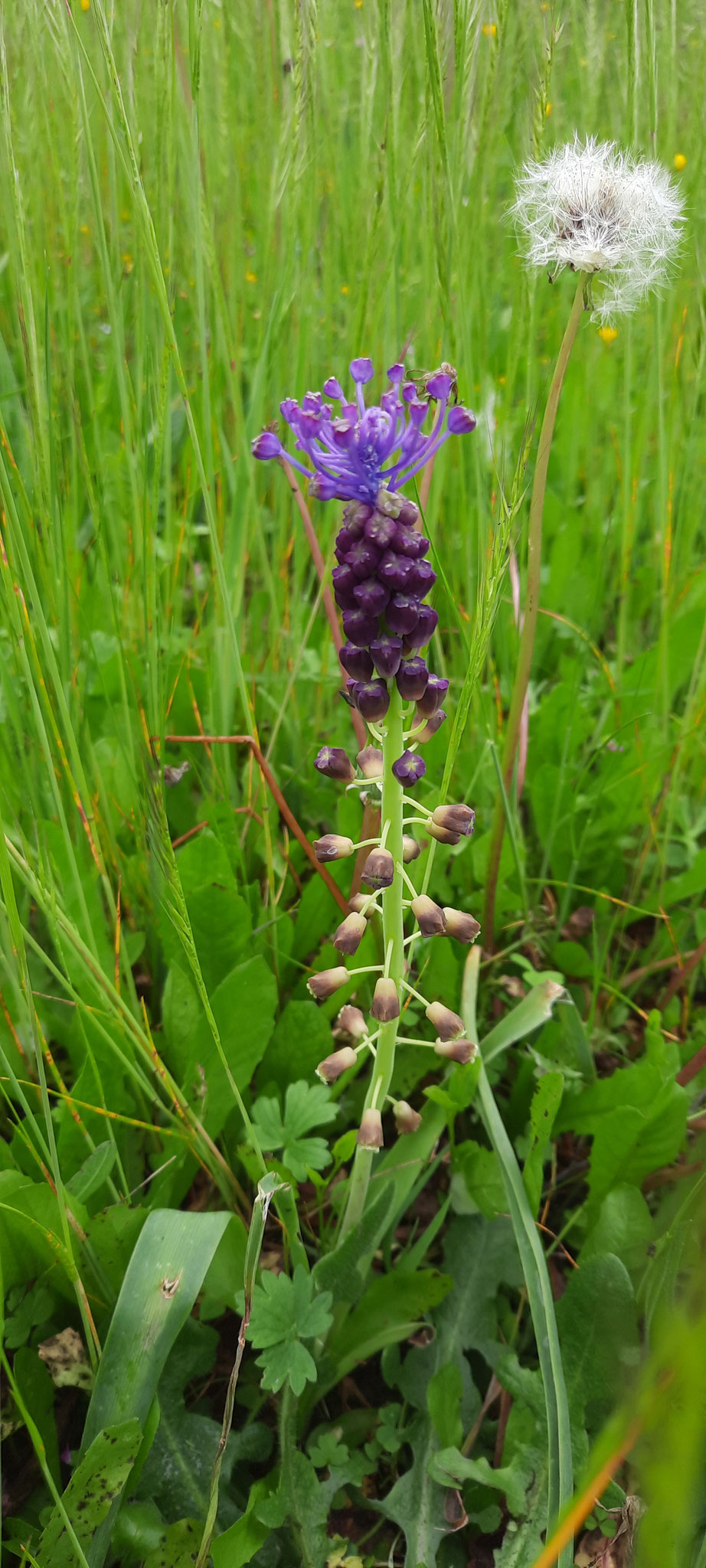 muscari à toupet