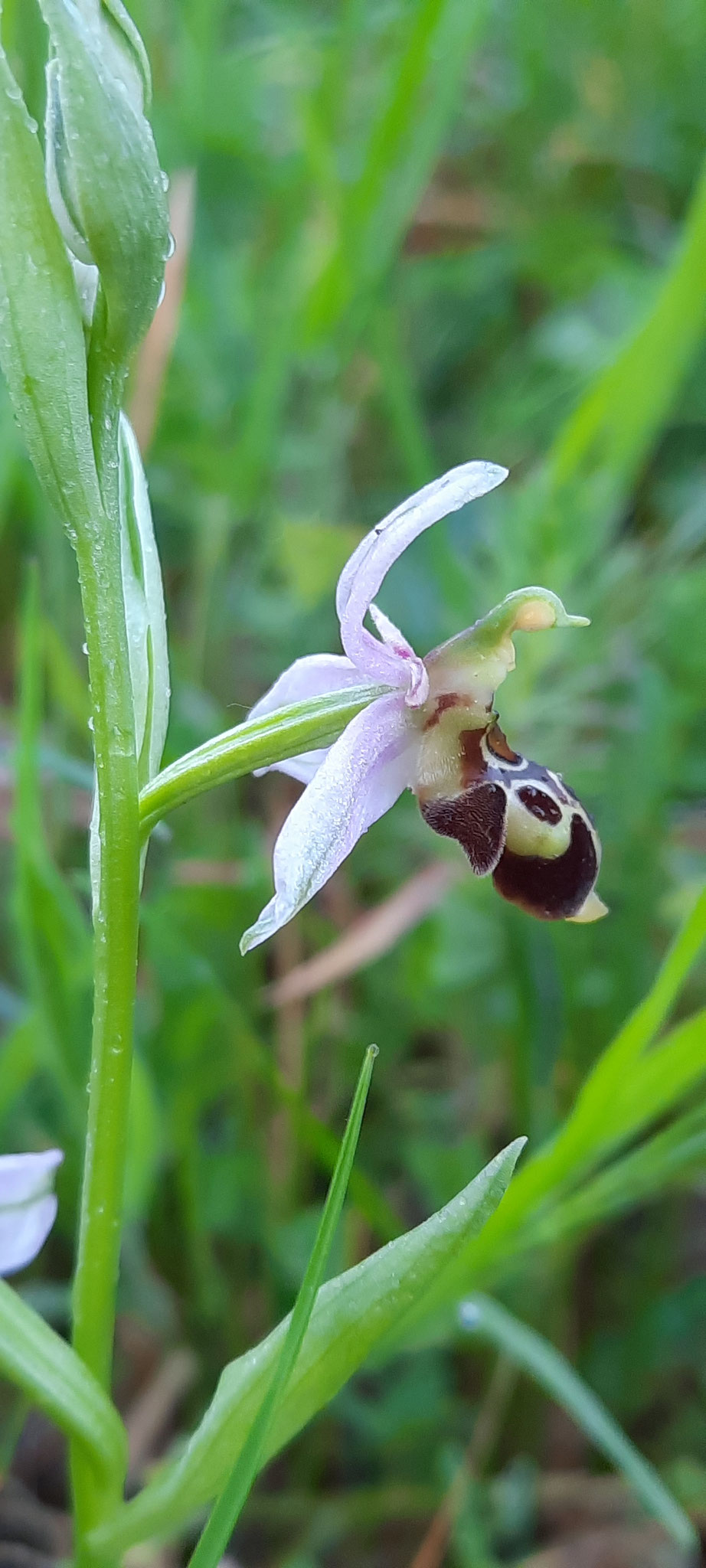 orchidée sauvage, Ophrys apifera