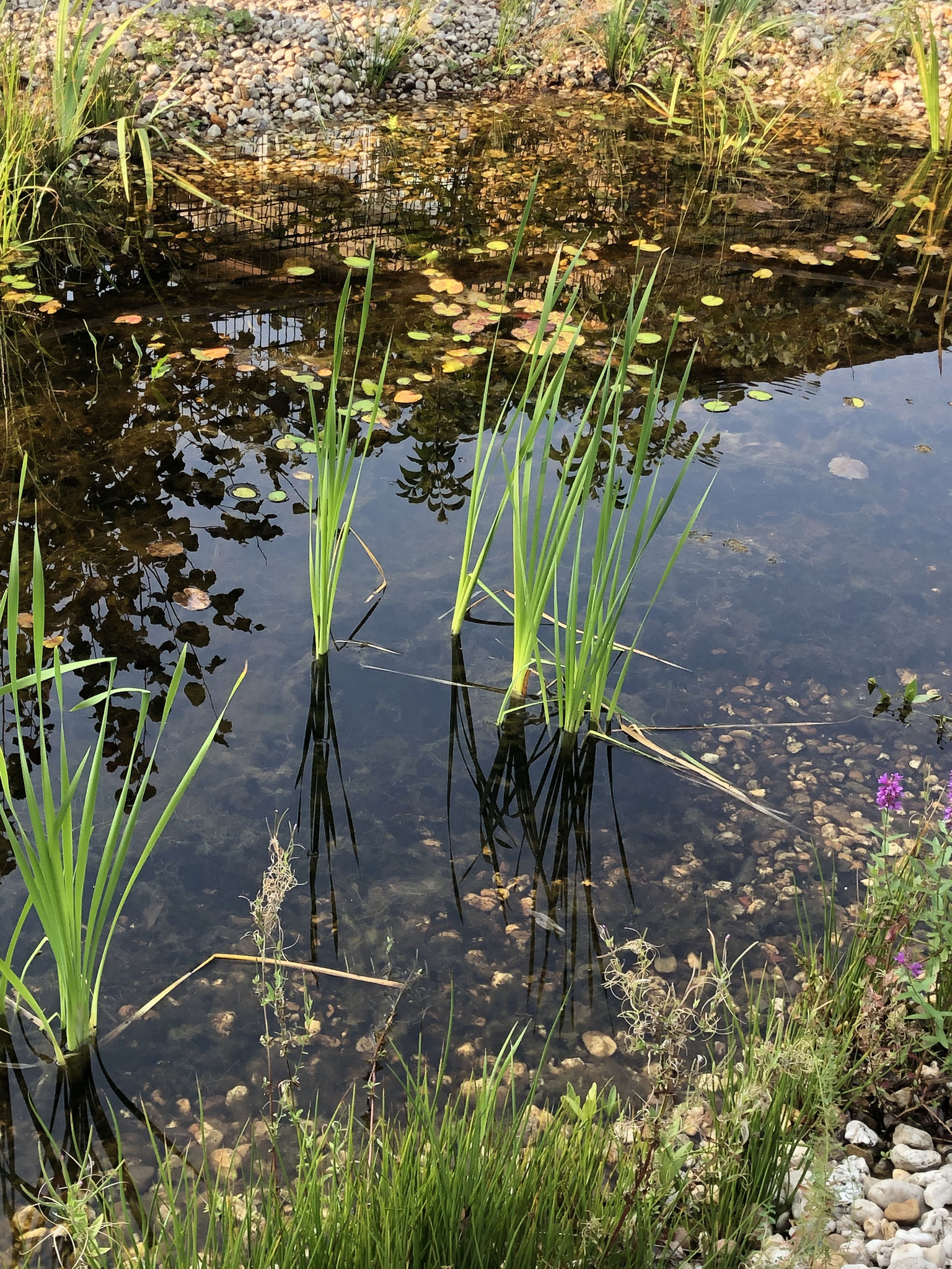 Pflanzen im Kita-Teich Quelle: NABU NRW