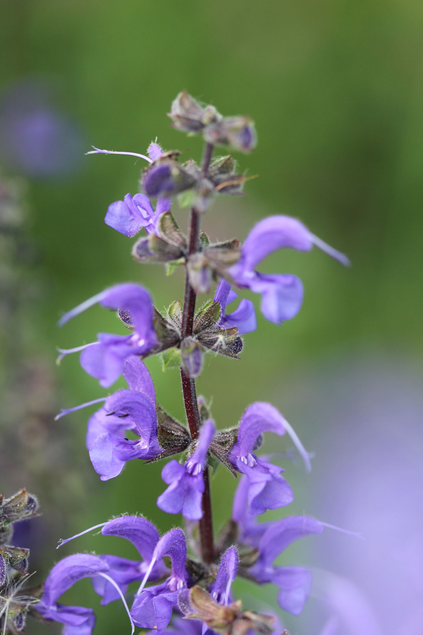 Wiesensalbei in voller Blüte