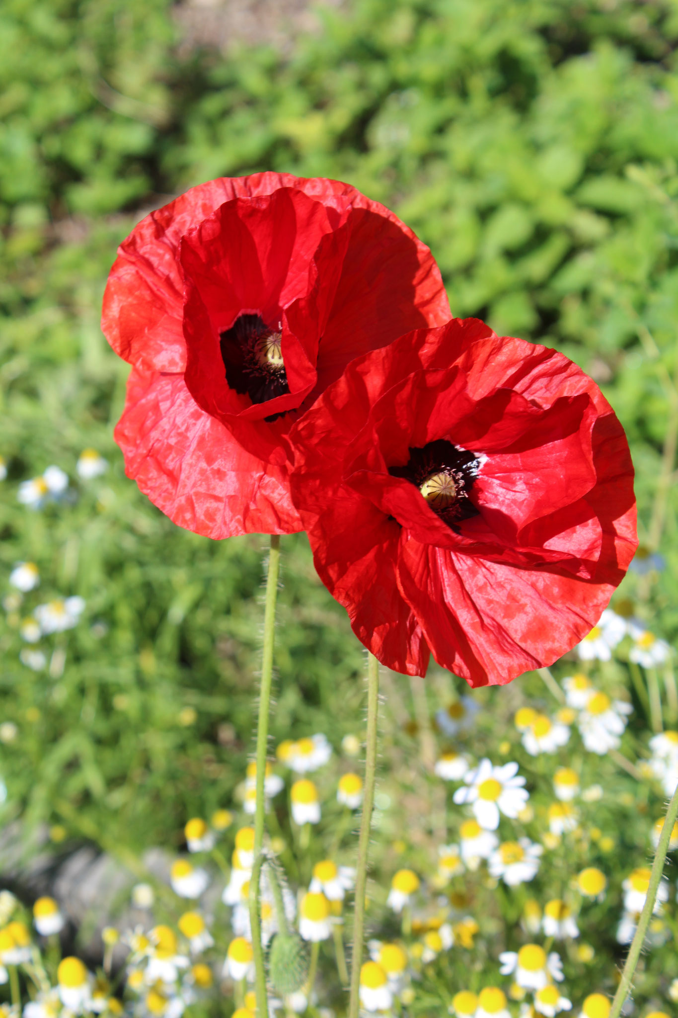 Mohnblüten geben dem Tee eine schöne Farbe