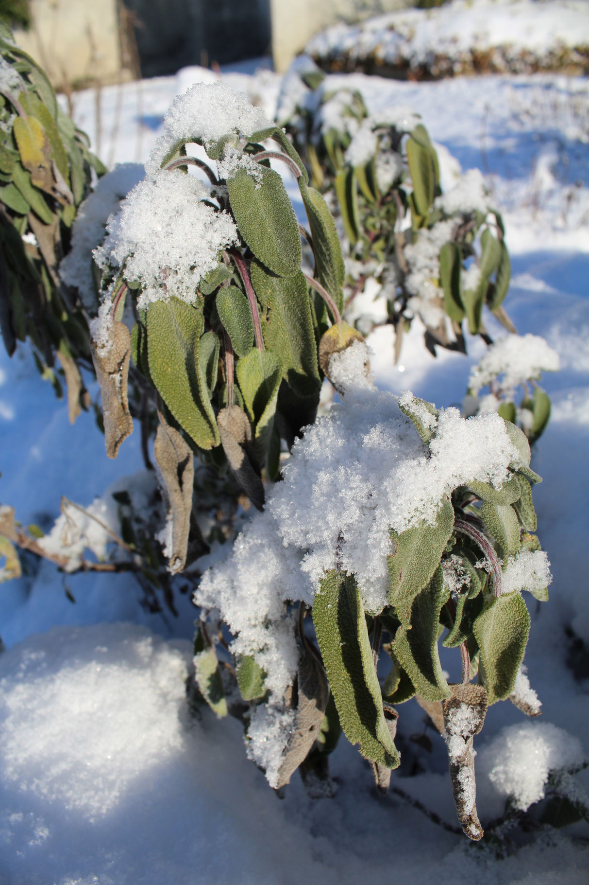 Salbei unter der Schneedecke