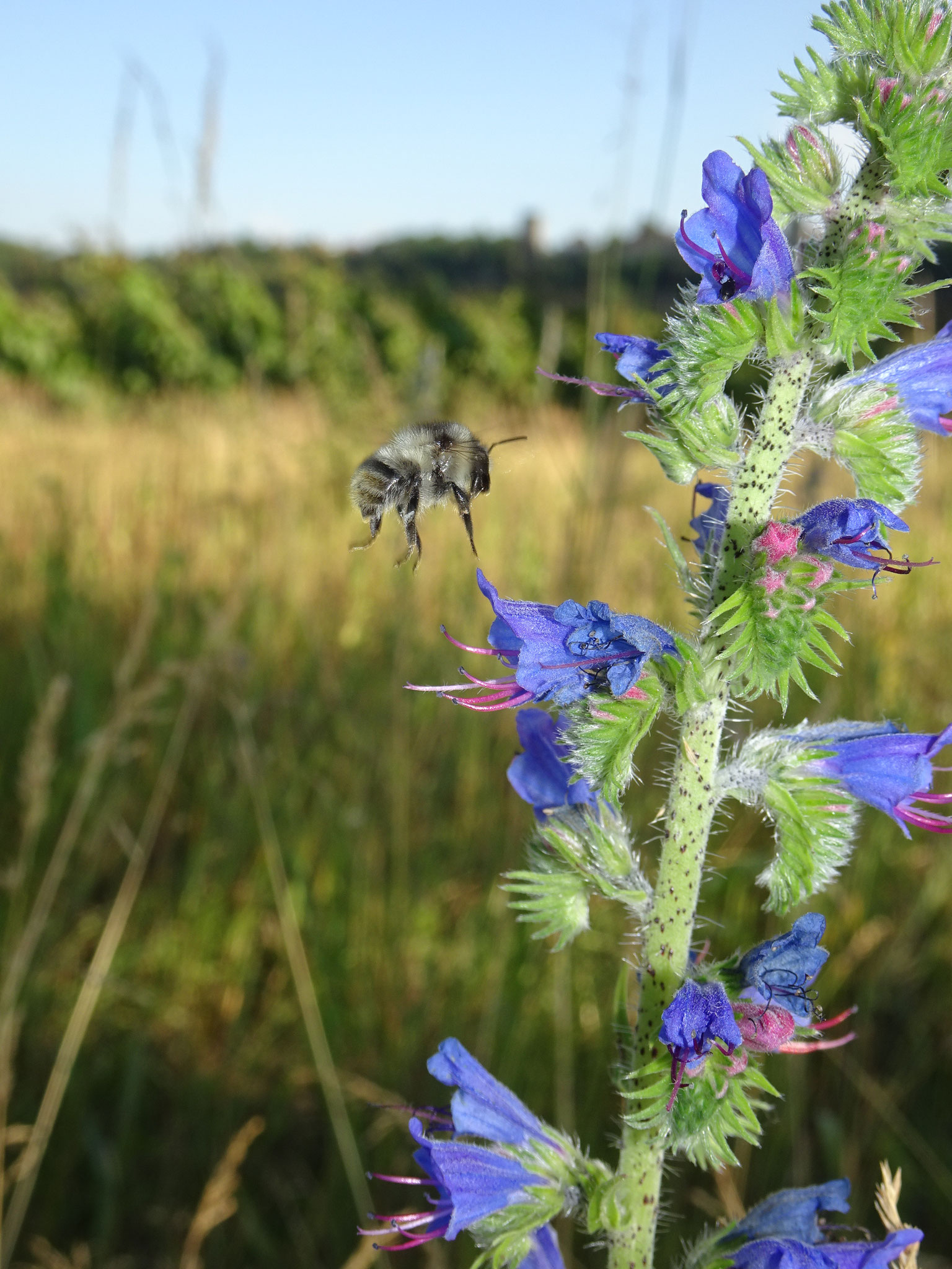 Bunte Hummel Natternkopf 1