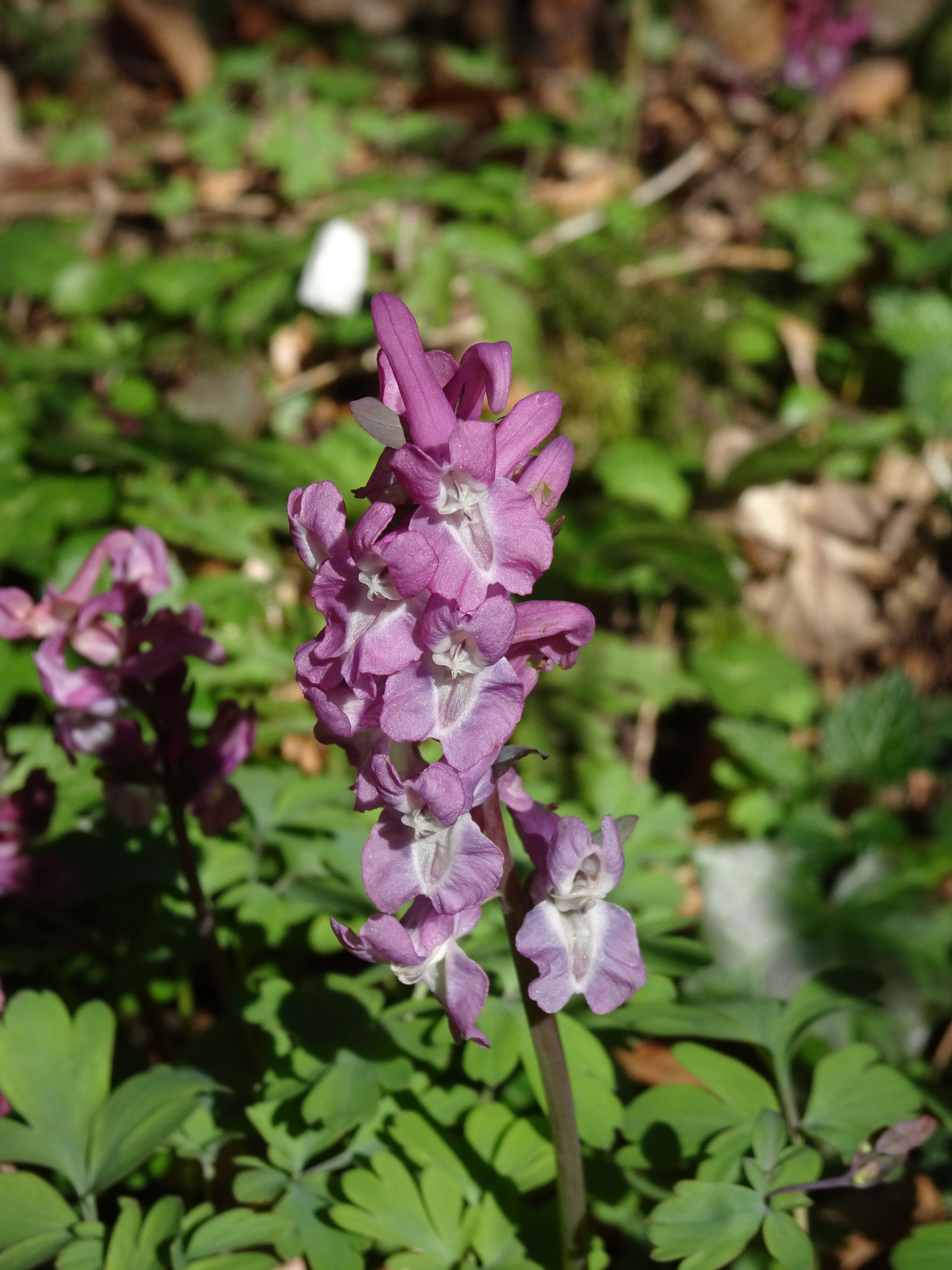 Hohler Lerchensporn im Frühlingswald