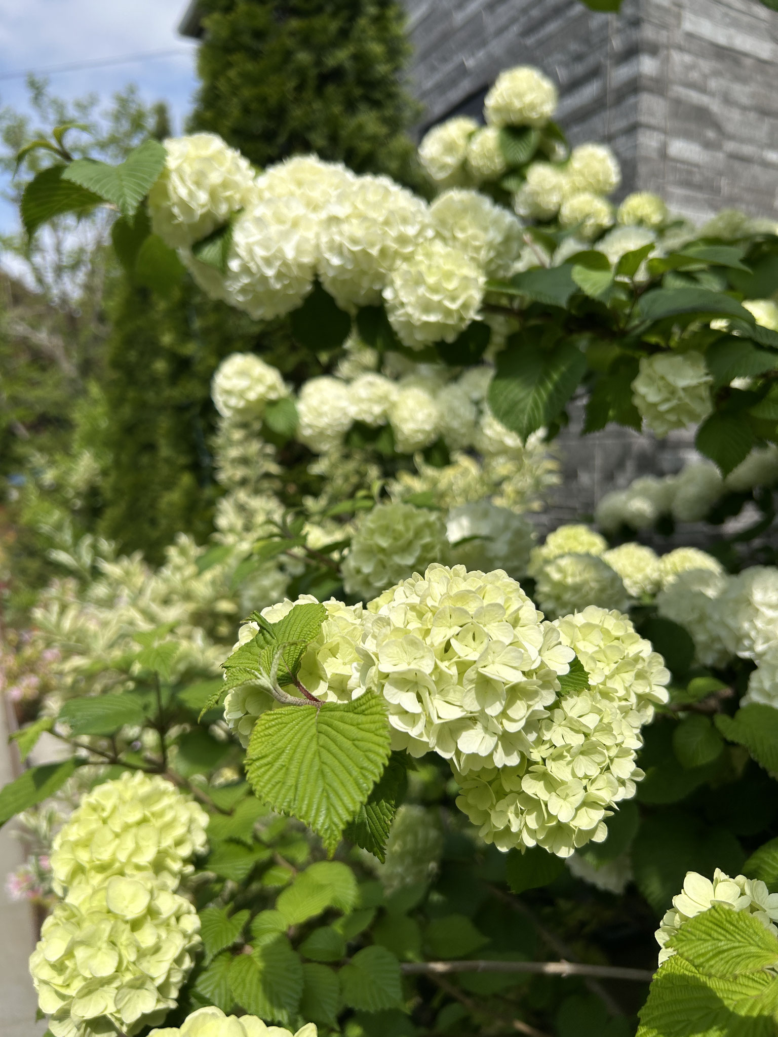 今日は園庭の花々を紹介いたします。これはオオデマリです。年々大きくなり、華やかです！