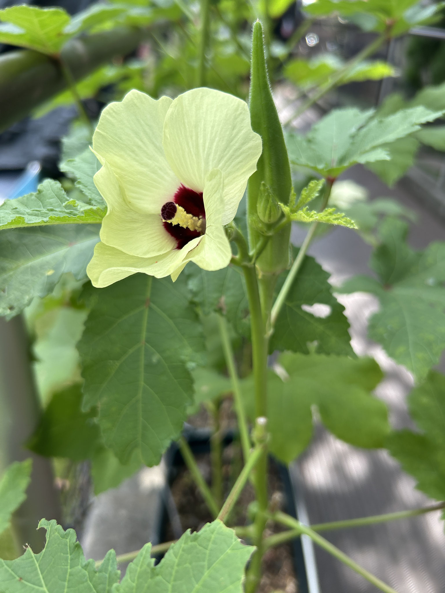 オクラです。花もきれいですね。花から実はあっという間に大きくなります。