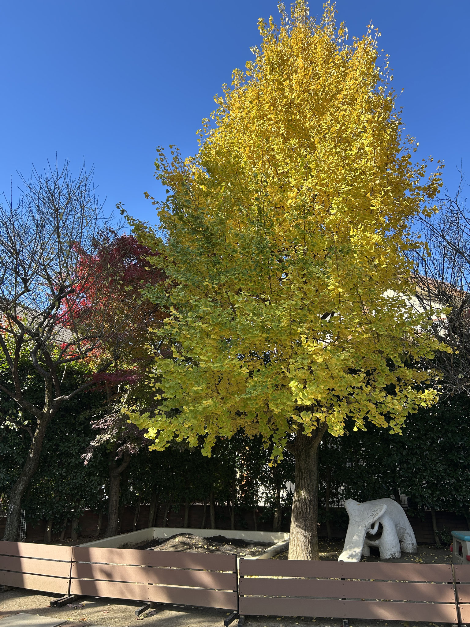 園庭のイチョウの大樹が紅葉のピークを迎えています。