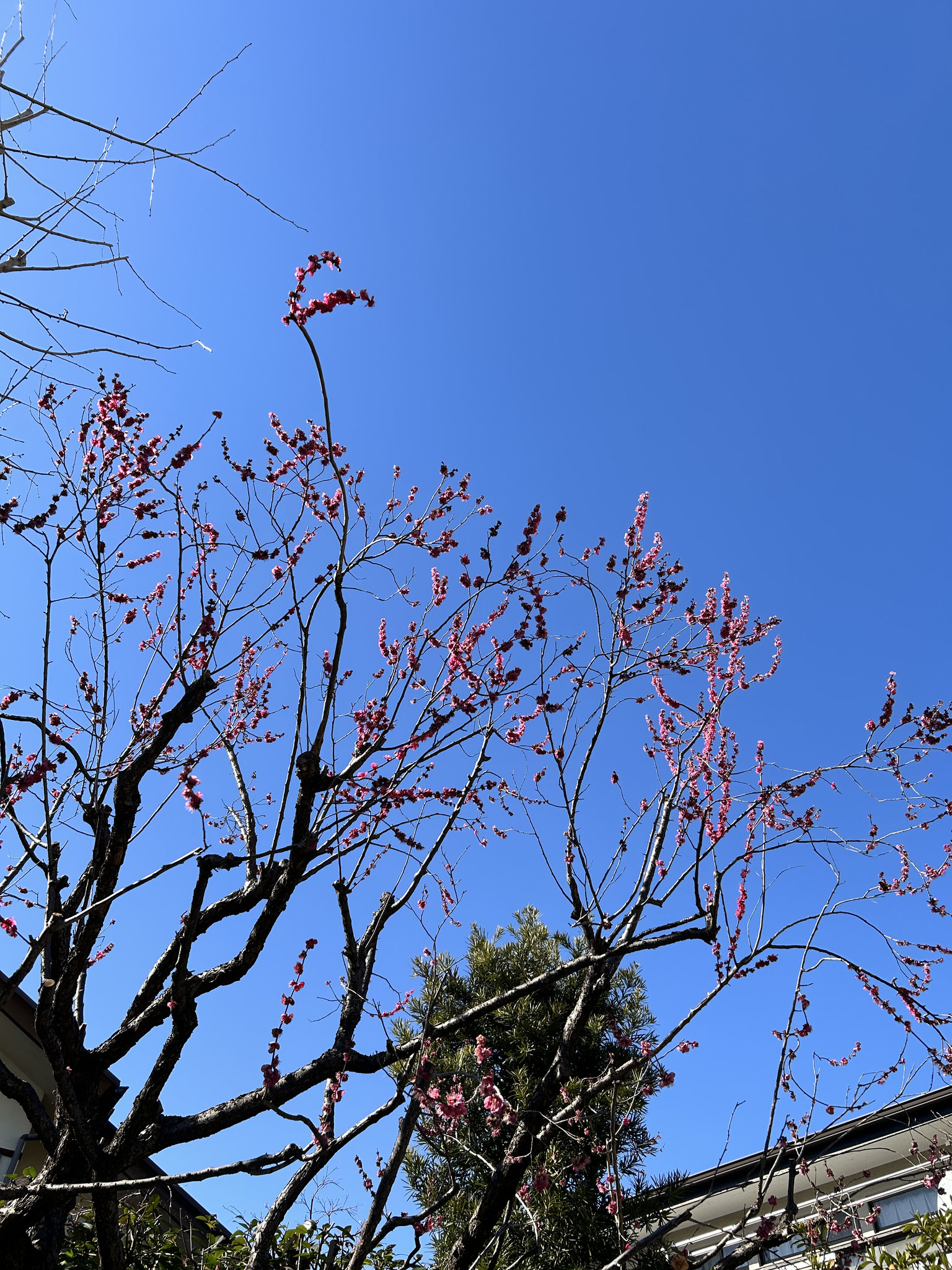 花と枝デザインの穴あき皿 愛し