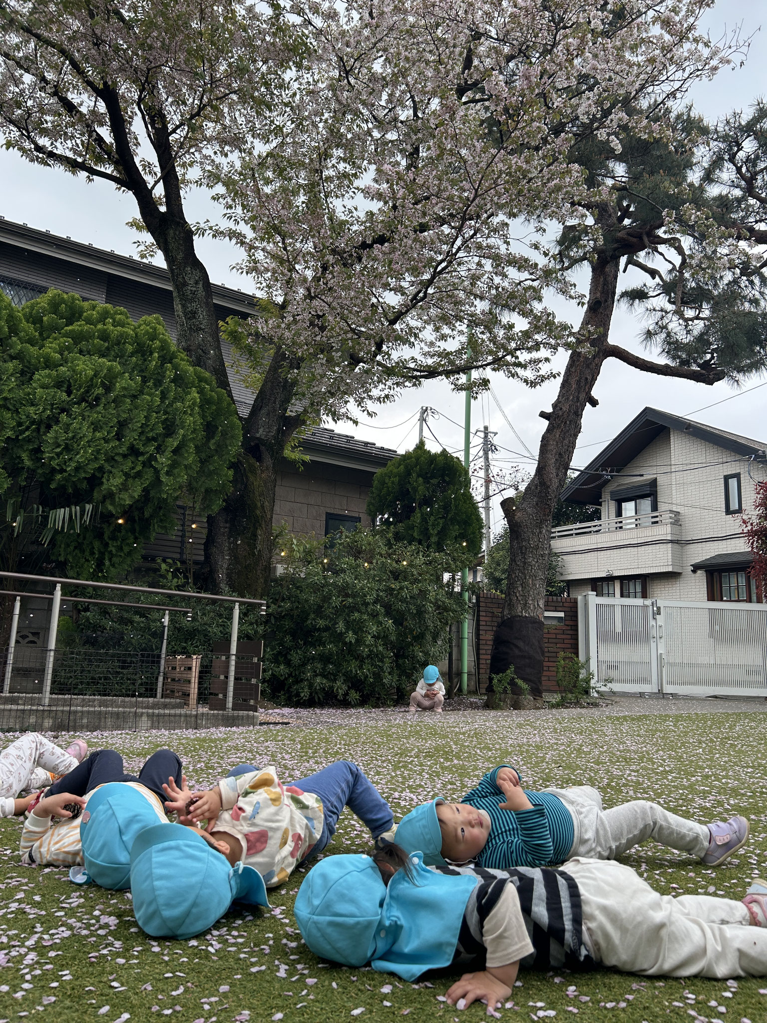 桜の葉が散り、桜吹雪を満喫です。下から見上げる桜吹雪は幻想的でした。