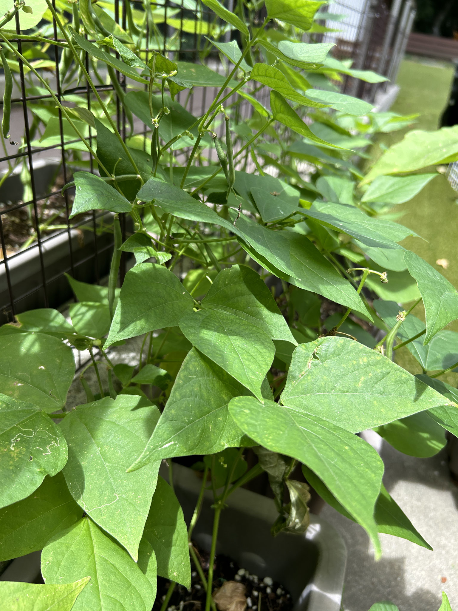 種を植えていたインゲンが収穫できるようになりました。　