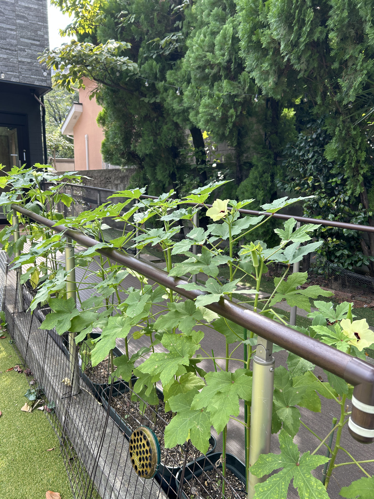 暑い夏でもぐんぐんと育ったこちら