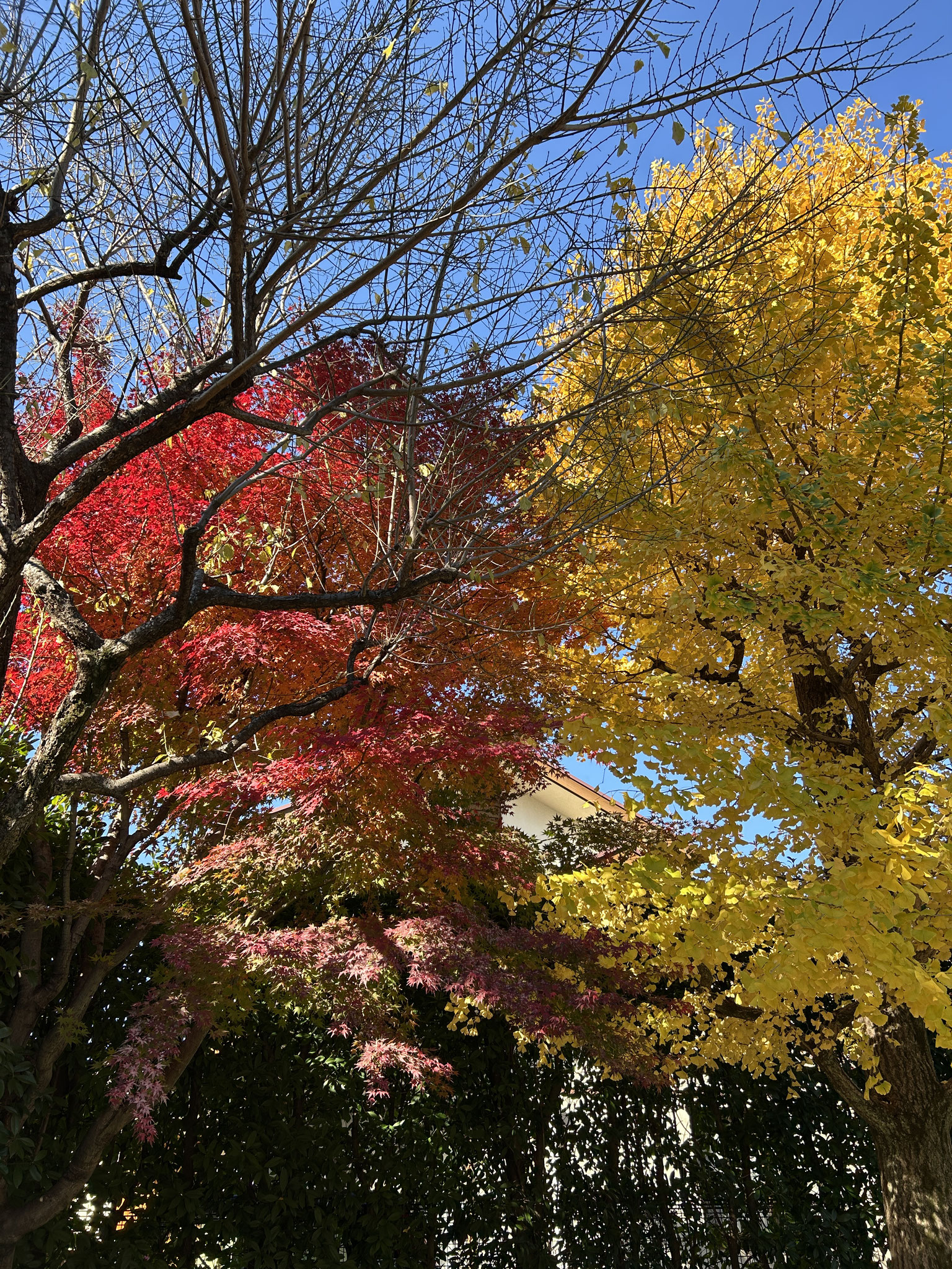 紅葉の赤とイチョウの黄色がなんとも綺麗で子ども達の目も引いています。
